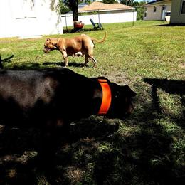 Pitbull Puppy Available ASAP - 4 Months Old Male in Kissimmee, fl