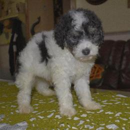 Coco the Toy Poodle Puppy for Adoption in Dayton, oh