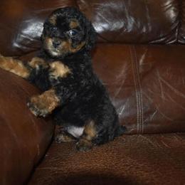Male Cafe Toy Poodle Available in Dayton, oh