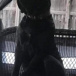 English Mastiff Puppies Coming Soon - Reserve Yours Today! in Broomfield, co