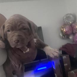 Pit Bull Puppies Ready for Adoption in Virginia Beach, va