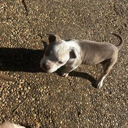 American Pitbull Terrier Female Puppy Full of Confidence and Personality in Roseville, ca