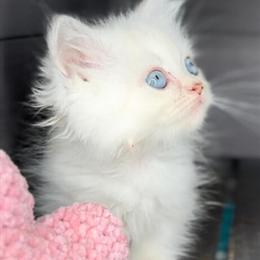 Munchkin Persian Kitten Looking for a Loving Home in Kissimmee, fl