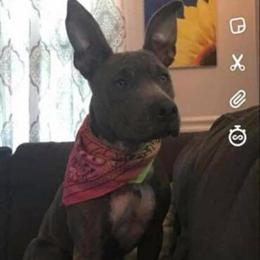 Re-home a sweet blue nose pit bull girl in Detroit, mi