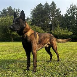 Belgian Malinois Puppies Ready for New Homes in Saginaw, mi