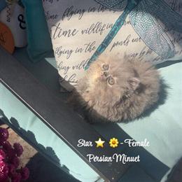 Persian Minuet Kittens Ready for Forever Homes in Lenoir, nc