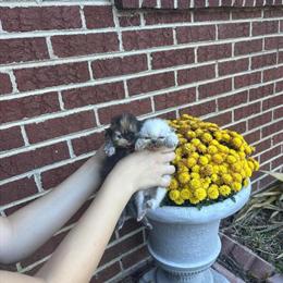 Persian Kittens Ready for Loving Homes in Lenoir, nc