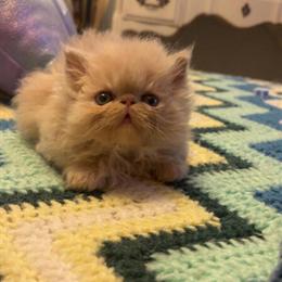 Persian kitten ready for a new home in Lenoir, nc