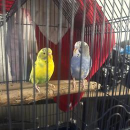 Beautiful Parakeets with Cage for Sale in Brooklyn, ny