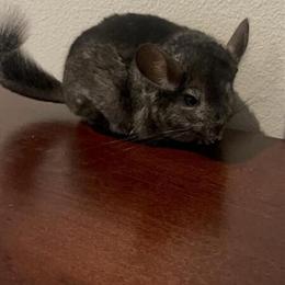 Chinchilla - Medium Ebony Male for Adoption in Anaheim, ca