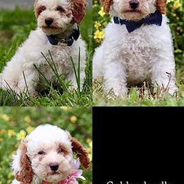 Goldendoodle Puppies Ready for New Homes in Fairfax, va