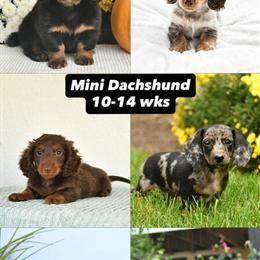 Miniature Dachshund Puppies Ready for New Homes in Fairfax, va