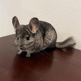 Chinchilla - Standard Grey Female for Adoption in Anaheim, ca