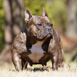 Brindle Female American Bully - Show Quality ABKC in Albemarle, nc