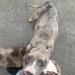 Merle American Bully Female for Adoption in Columbus, oh