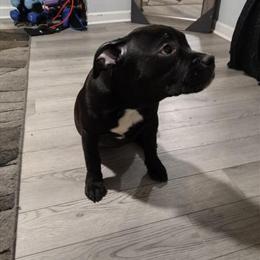 Standard Female Puppy 16 Weeks Old in Lima, oh