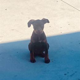 Doberman Puppy Looking for a Home in Fort Myers, fl
