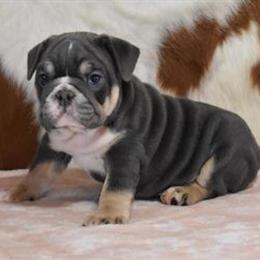 English Bulldog Puppies Looking for Forever Homes in Springfield, mo