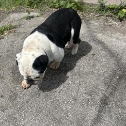 English Bulldog Male for Adoption in Chicago, il