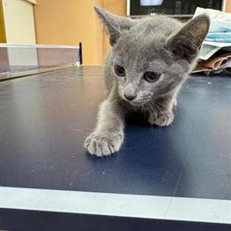 Elite Russian Blue kittens available, male and female, 3 months old. in New York, ny