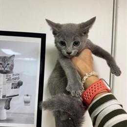 Elite Russian Blue kitten available, female, 3 months old, vaccinated. in New York, ny