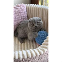 Scottish Kitten for Adoption - Female, 3 Months Old, Vaccinated in New York, ny