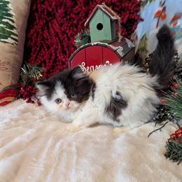 Minuet Kittens Available in Indianapolis, in