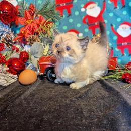 Munchkin Kittens Available in Indianapolis, in