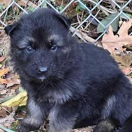 AKC German Shepherd Puppies Available in Waterbury, ct
