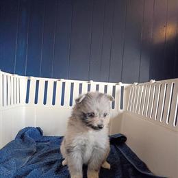 Pomeranian Puppies: 1 Female and 2 Males Available in Nashville, ga