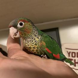 Handfed black cap conure babies for adoption in Danville, va