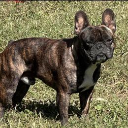 2 Female AKC French Bulldog Puppies Available Now in Portsmouth, va