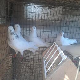 Birmingham Rollers for Sale - Six White Birds in South Bend, in