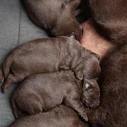 Chocolate Labrador Retriever Puppies Ready for Pickup in Sanford, nc