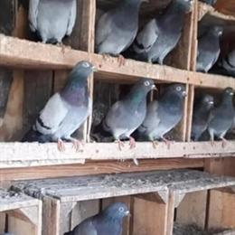 Pigeons for Sale: Various Flying & Fancy Breeds in South Bend, in