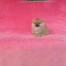 Pomeranian puppies available: male and female, 10 weeks old in West Palm Beach, fl