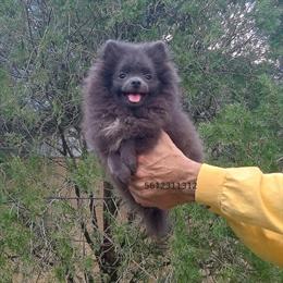 Blue Pomeranian Puppy - Mini Size, 5 Months Old in West Palm Beach, fl
