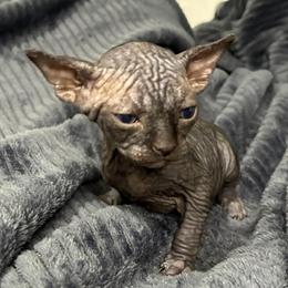 Sphynx Kittens Available in Miami, fl