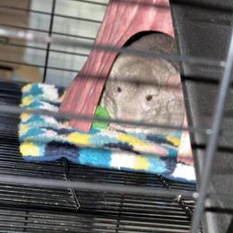 Chinchillas for Adoption: Two Female Chinchillas with Holiday Starter Bundle in Roseville, mi