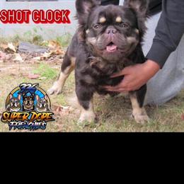 Stud Dog Available with Proven Offspring in High Point, nc