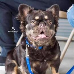 Fluffy Stud Available for $1k Fee in High Point, nc