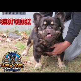French Bulldog Stud Fee - $750 Visual Fluffy in High Point, nc