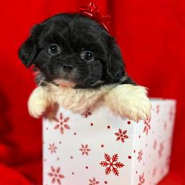 Pekingese Puppies Available in Gallipolis, oh