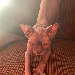 Blue Sphynx Stud Available for Services in Nashville, tn
