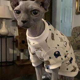Male Blue Sphynx Available for Stud Services in Nashville, tn