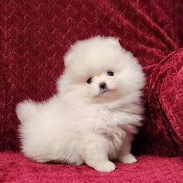CKC Pomeranian Puppy Ready for a New Home in Minden, la