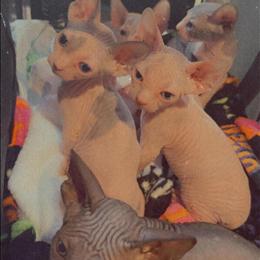 Sphynx Kittens Available for Adoption in Miami, fl