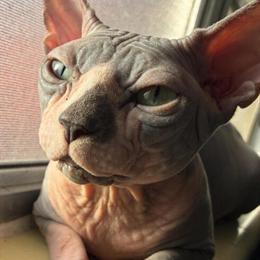 Male Sphynx Stud Available for Breeding in Miami, fl