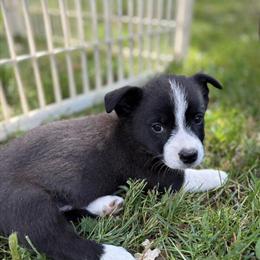 Corgi Puppies - 2 Males and 1 Female Available in Saint Cloud, mn