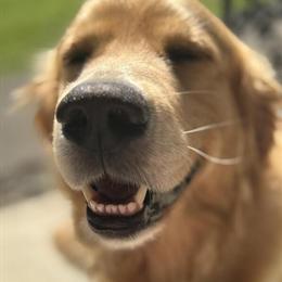 Male Golden Retriever Available for Stud Services in West Liberty, ky